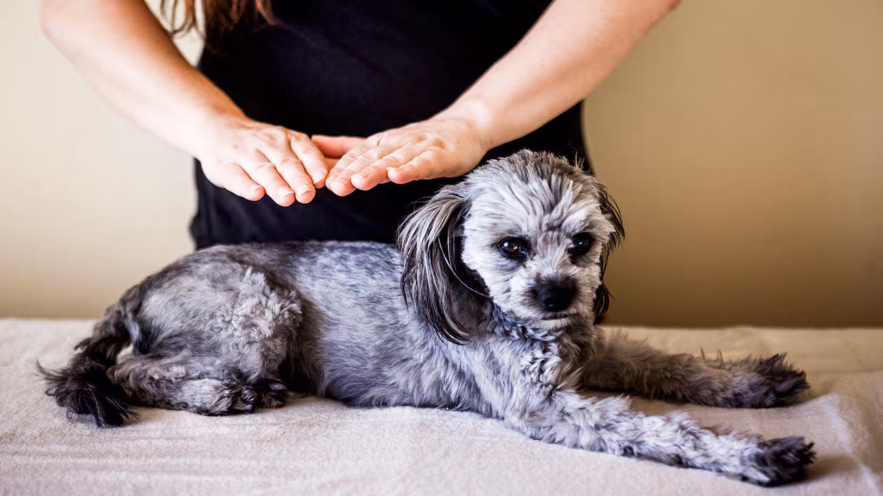 Un chien allongé pendant une séance de bien-être avec les mains maintenues à distance
